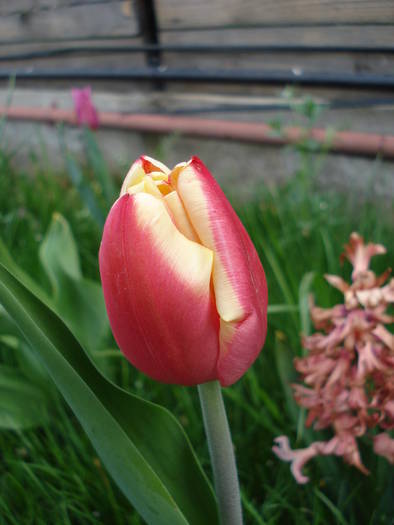 Tulipa Leen van der Mark (2009, April 13)