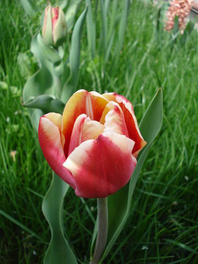 Tulipa Leen van der Mark (2009, April 13) - Tulipa Leen van der Mark
