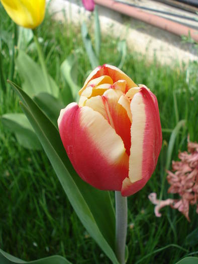 Tulipa Leen van der Mark (2009, April 13) - Tulipa Leen van der Mark