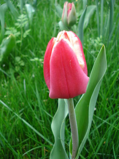 Tulipa Leen van der Mark (2009, April 14) - Tulipa Leen van der Mark