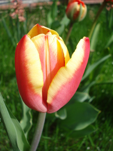 Tulipa Leen van der Mark (2010, April 14)