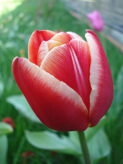 Tulipa Leen van der Mark (2010, April 18)