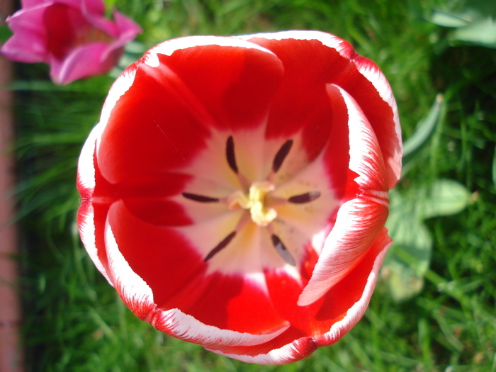 Tulipa Leen van der Mark (2010, April 24)
