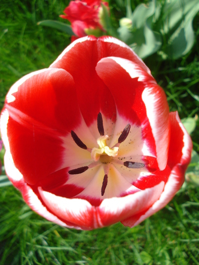 Tulipa Leen van der Mark (2010, April 24)