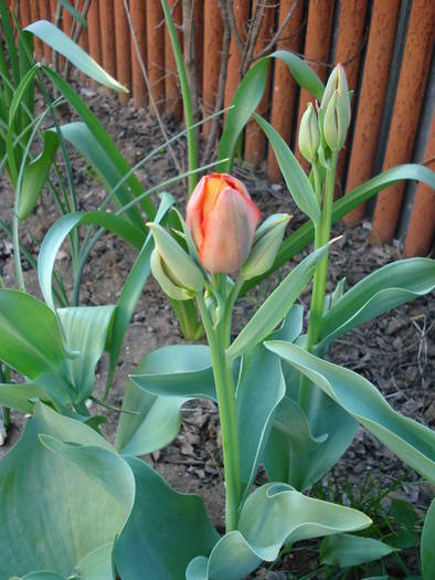 Tulipa Orange Bouquet (2009, April 23) - Tulipa Orange Bouquet