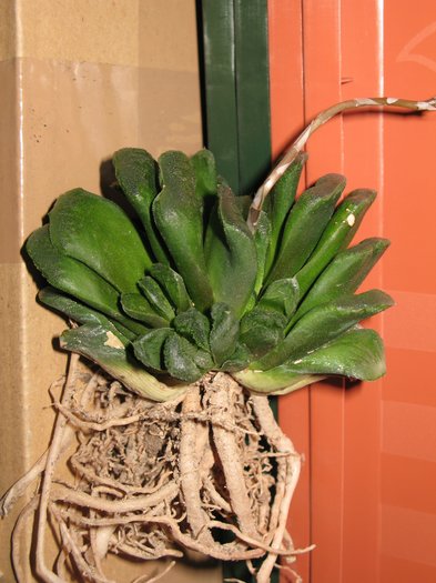 Haworthia truncata  x retusa (jap.Hybride)