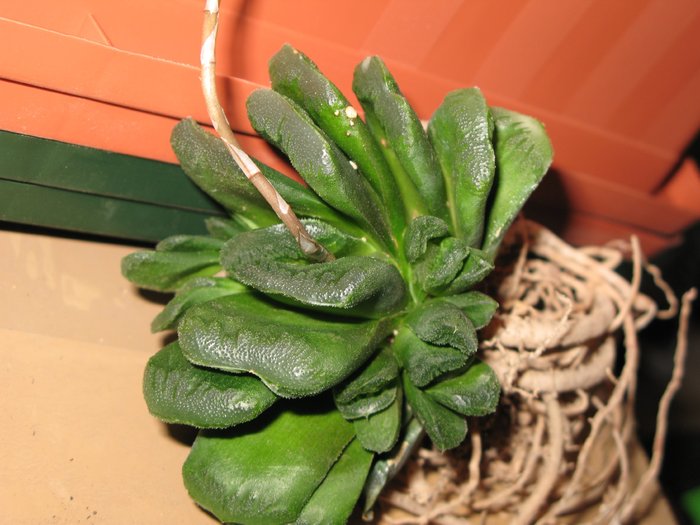 Haworthia truncata  x retusa (jap.Hybride) - Haworthia si Gasteria