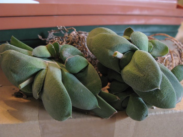 Gasteria amstrongii - Haworthia si Gasteria