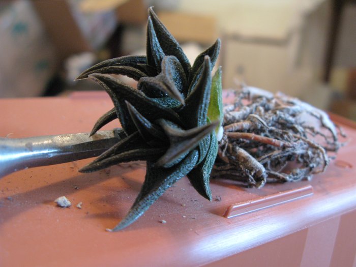 Haworthia nigra - Haworthia si Gasteria