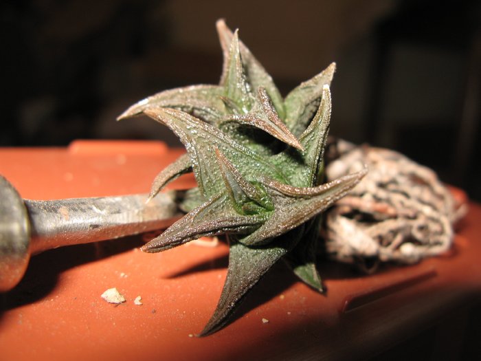 Haworthia nigra - Haworthia si Gasteria