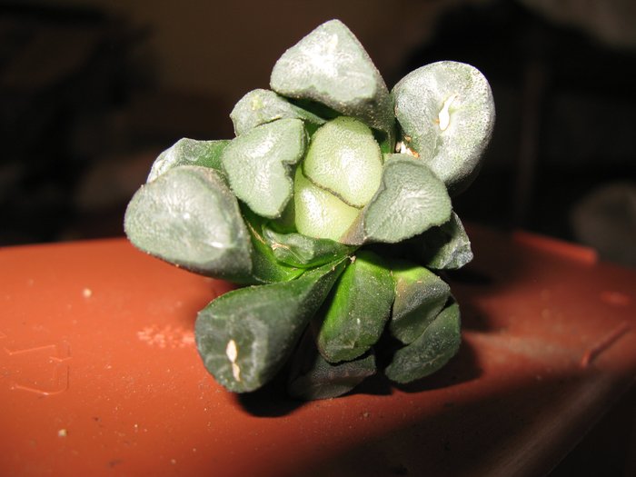 Haworthia maughanii