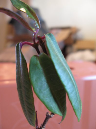 Petopentia natalensis RSA