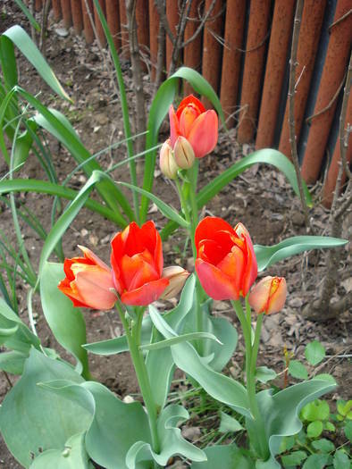 Tulipa Orange Bouquet (2009, April 26) - Tulipa Orange Bouquet