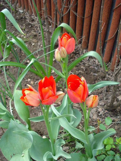 Tulipa Orange Bouquet (2009, April 26)