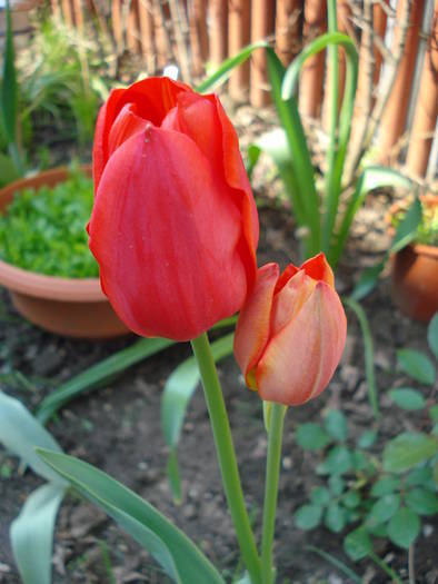 Tulipa Orange Bouquet (2009, April 28)