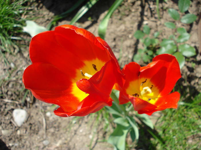 Tulipa Orange Bouquet (2009, May 01) - Tulipa Orange Bouquet