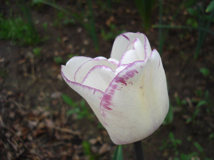 Tulipa Shirley (2009, April 19) - Tulipa Shirley