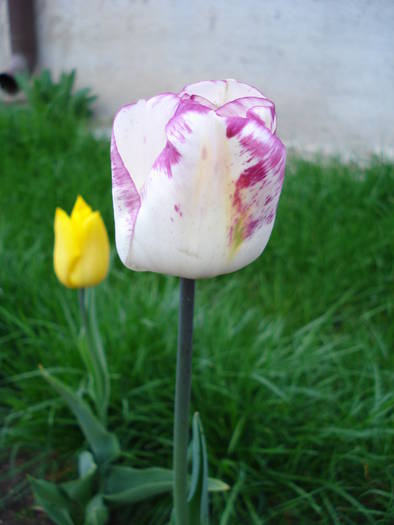 Tulipa Shirley (2009, April 19)