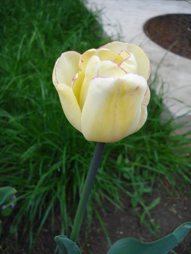 Tulipa Shirley (2009, April 19) - Tulipa Shirley