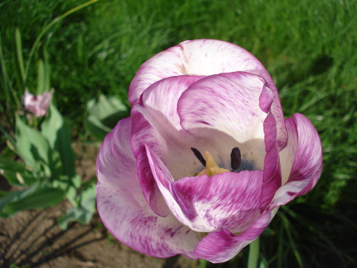 Tulipa Shirley (2009, April 22) - Tulipa Shirley