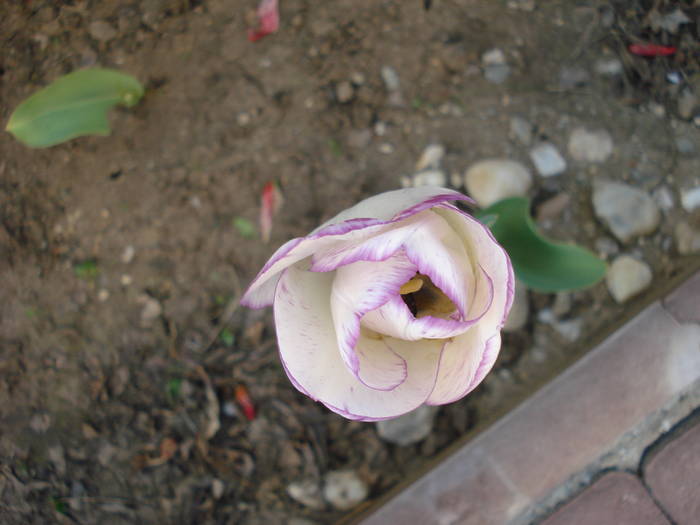 Tulipa Shirley (2009, April 22)