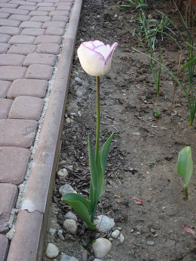 Tulipa Shirley (2009, April 23)