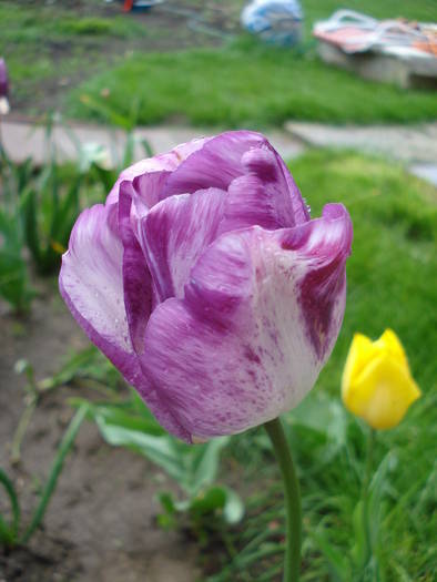 Tulipa Shirley (2009, April 26) - Tulipa Shirley