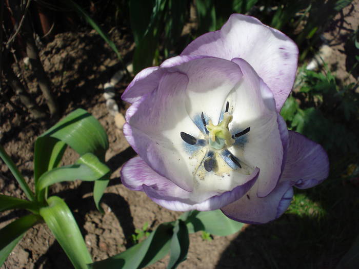 Tulipa Shirley (2009, May 01) - Tulipa Shirley