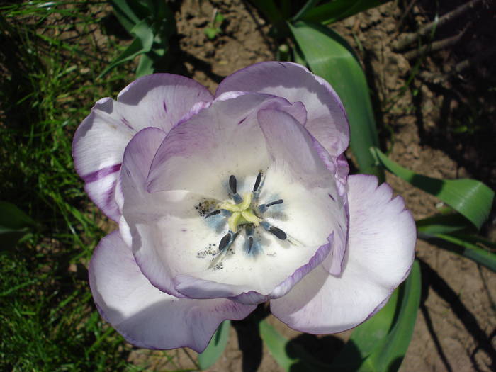 Tulipa Shirley (2009, May 01) - Tulipa Shirley