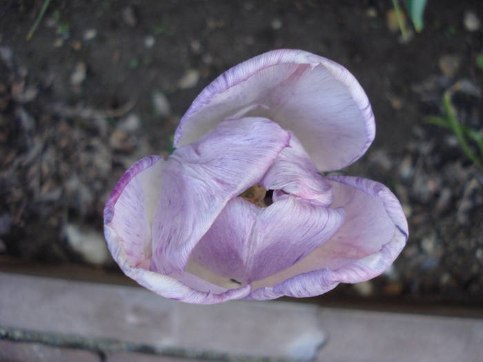 Tulipa Shirley (2009, May 03) - Tulipa Shirley