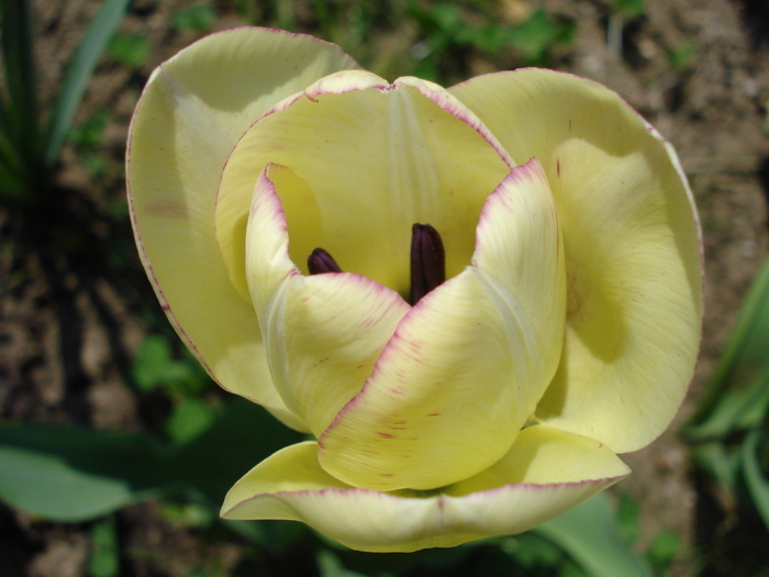 Tulipa Shirley (2010, April 18)