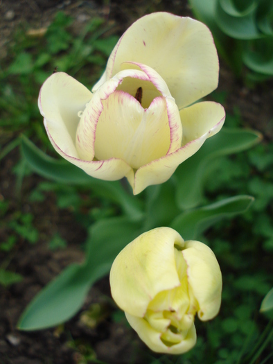 Tulipa Shirley (2010, April 18)