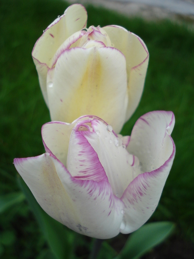 Tulipa Shirley (2010, April 20)