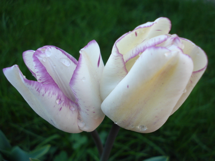 Tulipa Shirley (2010, April 21)