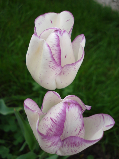 Tulipa Shirley (2010, April 23) - Tulipa Shirley