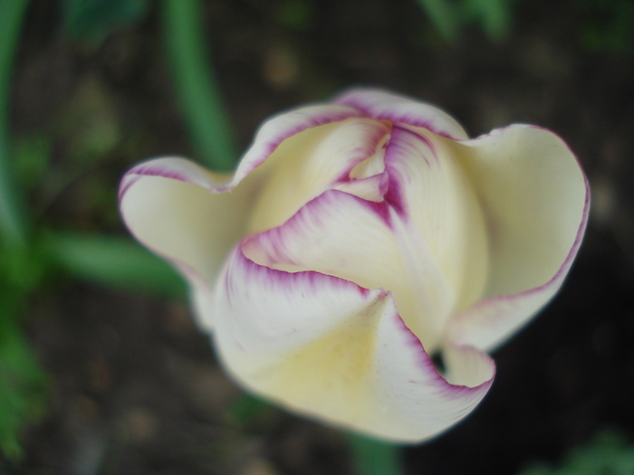 Tulipa Shirley (2010, April 23)