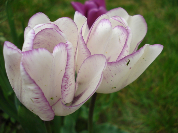 Tulipa Shirley (2010, April 24)