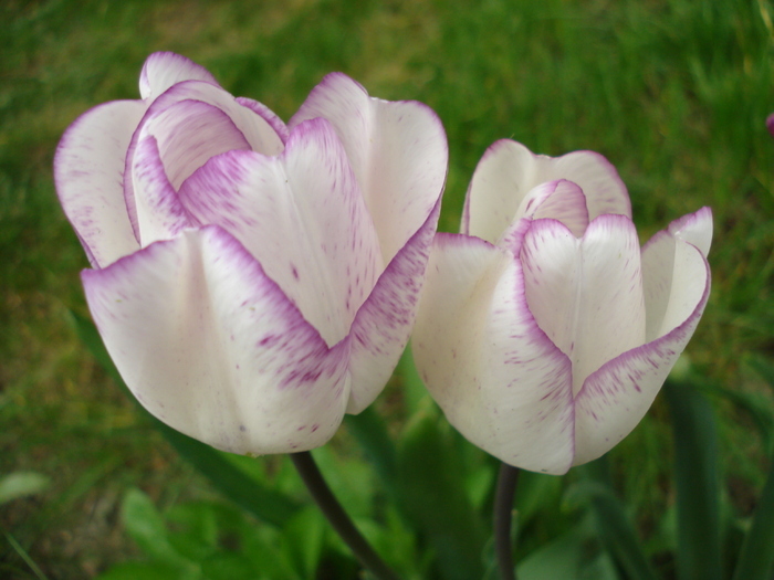 Tulipa Shirley (2010, April 24) - Tulipa Shirley
