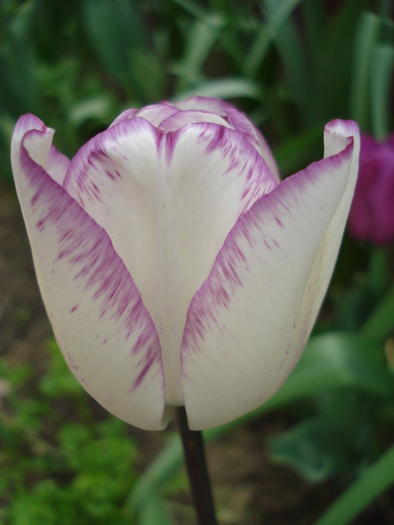 Tulipa Shirley (2010, April 24) - Tulipa Shirley