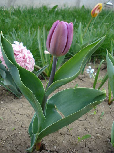 Tulipa Violet Purple (2009, April 10) - Tulipa Violet Purple