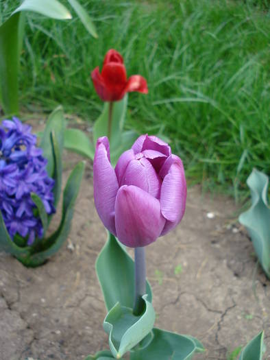 Tulipa Violet Purple (2009, April 13) - Tulipa Violet Purple