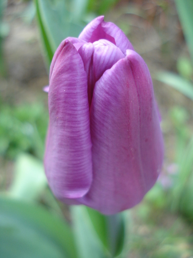 Tulipa Violet Purple (2010, April 18)