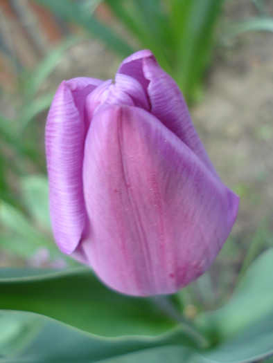 Tulipa Violet Purple (2010, April 18)