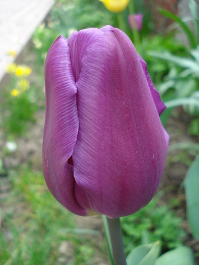 Tulipa Violet Purple (2010, April 24)