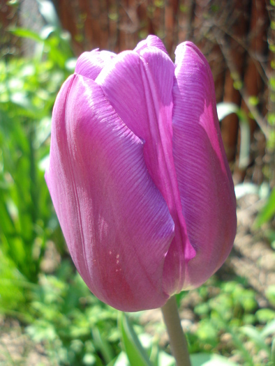 Tulipa triumph Violet Purple, 26apr10 - Tulipa Violet Purple