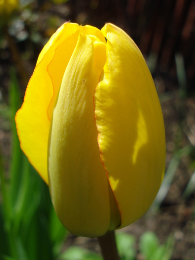 Tulipa Blushing Apeldoorn (2010, Apr.21) - Tulipa Blushing Apeldoorn