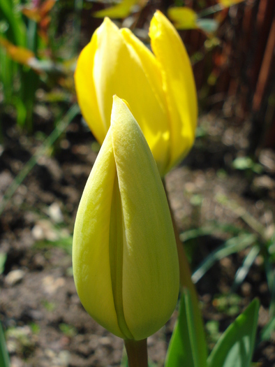 Tulipa Blushing Apeldoorn (2010, Apr.21) - Tulipa Blushing Apeldoorn