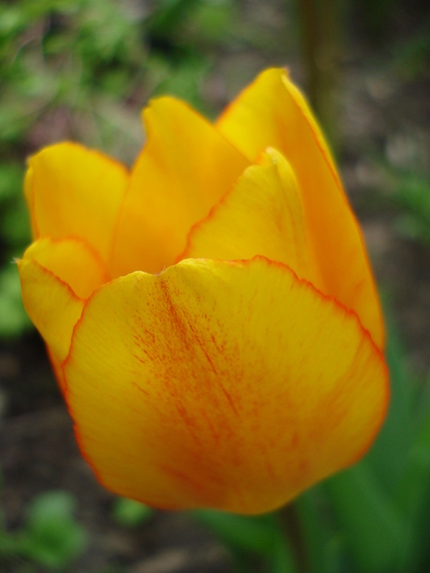 Tulipa Blushing Apeldoorn (2010, Apr.23)