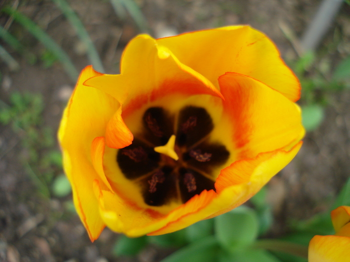 Tulipa Blushing Apeldoorn (2010, Apr.23) - Tulipa Blushing Apeldoorn
