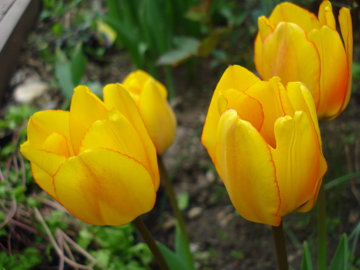 Tulipa Blushing Apeldoorn (2010, Apr.23) - Tulipa Blushing Apeldoorn